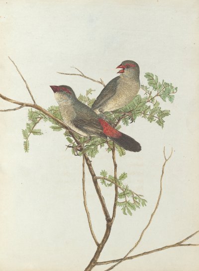 Common grossbeak from Birds of New South Wales with their natural history by John Lewin by John William Lewin